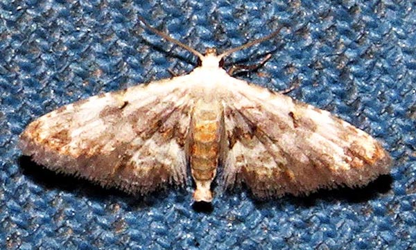/filer/webapps/moths/media/images/L/legraini_Araeopteron_A_Braun_02.jpg