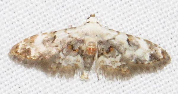 /filer/webapps/moths/media/images/L/legraini_Araeopteron_A_Braun_03.jpg