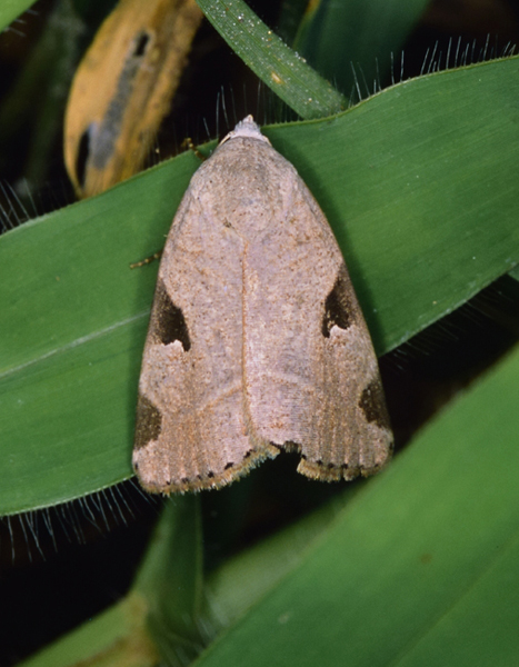 /filer/webapps/moths/media/images/L/legraini_Brevipecten_A_Roland_01.jpg