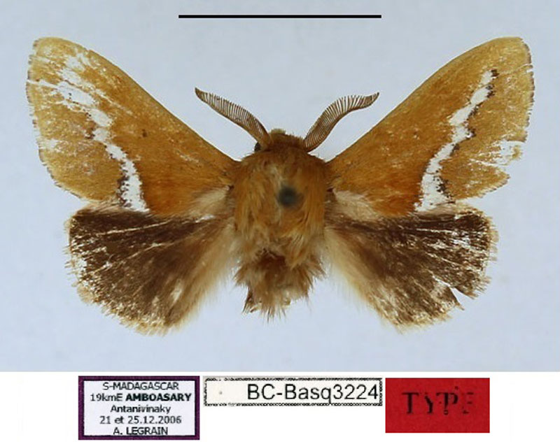 /filer/webapps/moths/media/images/L/legraini_Callipozoma_HT_MNHN.jpg