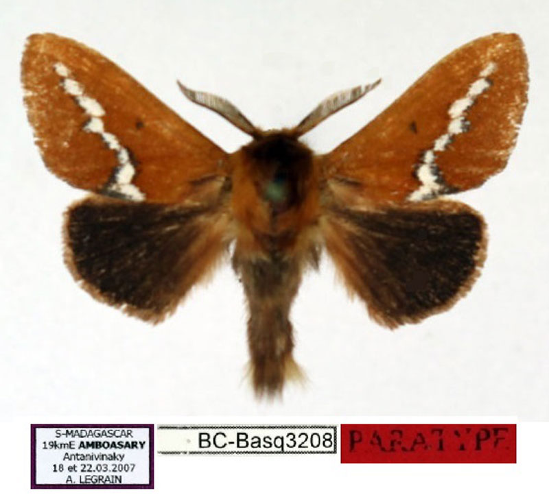 /filer/webapps/moths/media/images/L/legraini_Callipozoma_PT_Basquin.jpg