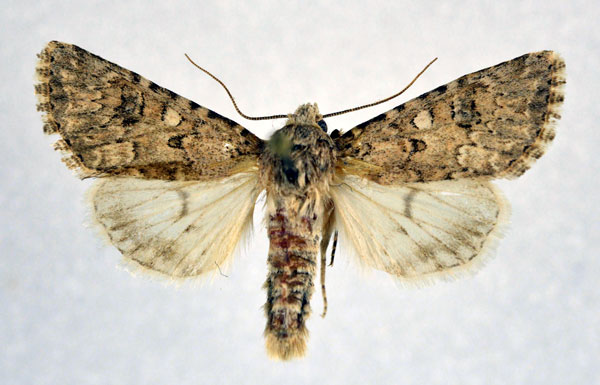 /filer/webapps/moths/media/images/L/legraini_Cardepia_A_NHMO.jpg