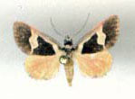 /filer/webapps/moths/media/images/L/legraini_Fodina_PTF_Legrain.jpg