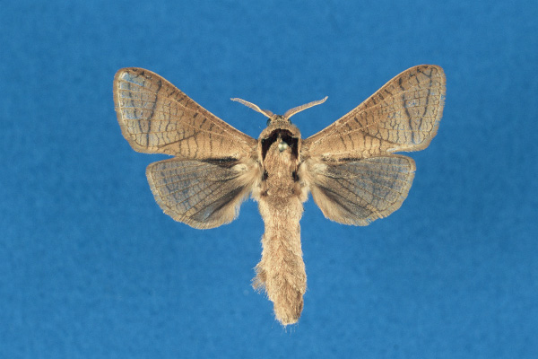 /filer/webapps/moths/media/images/L/legraini_Haberlandia_HT_RMCA.jpg