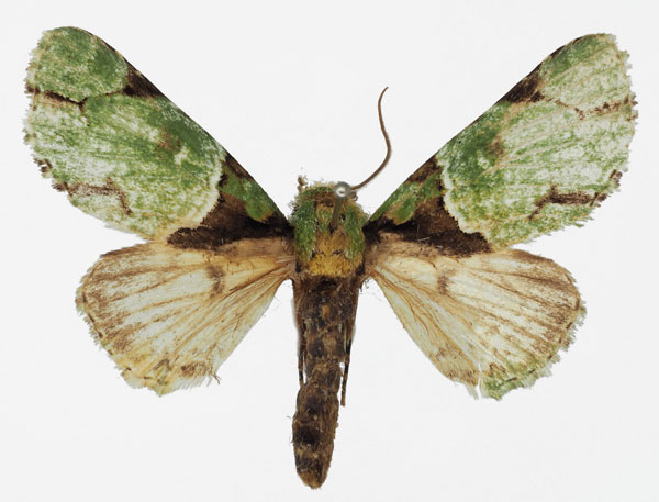 /filer/webapps/moths/media/images/L/legraini_Thiacidas_AM_Basquin_02.jpg