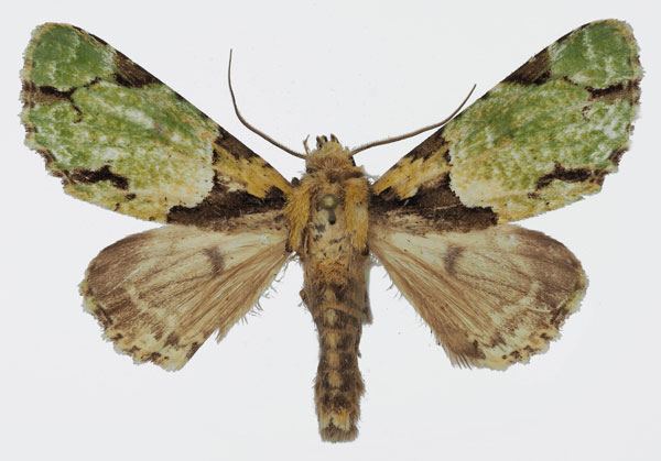 /filer/webapps/moths/media/images/L/legraini_Thiacidas_AM_Basquin_03.jpg