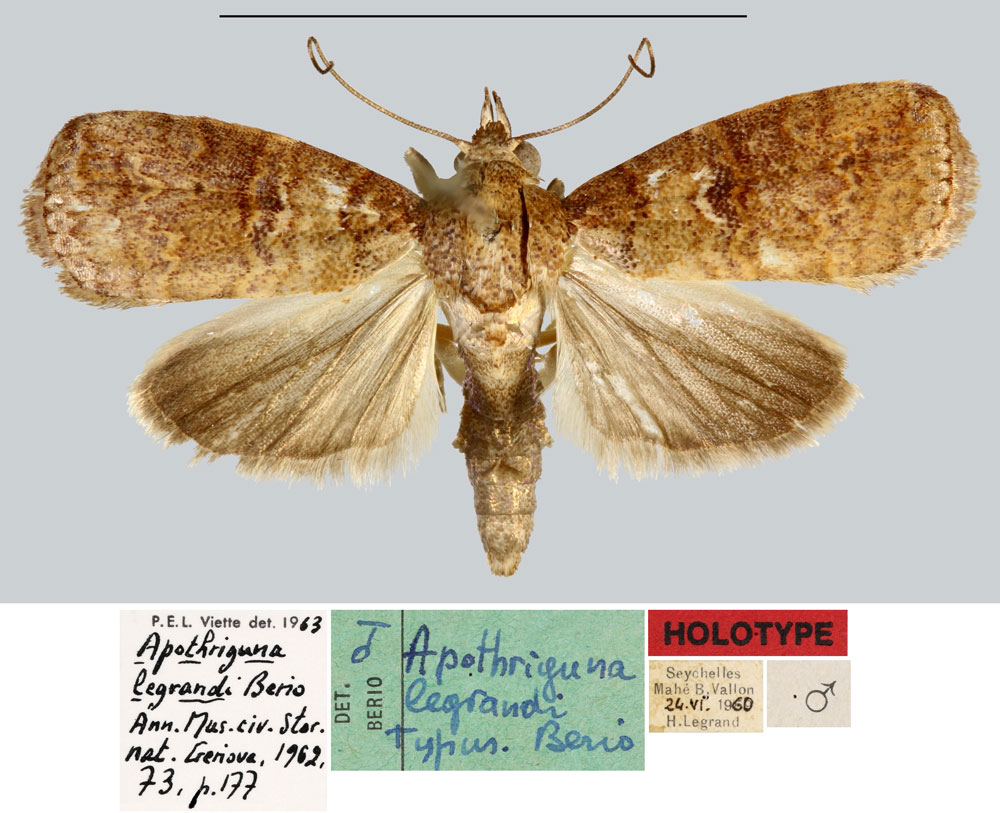 /filer/webapps/moths/media/images/L/legrandi_Apothriguna_HT_MNHN.jpg