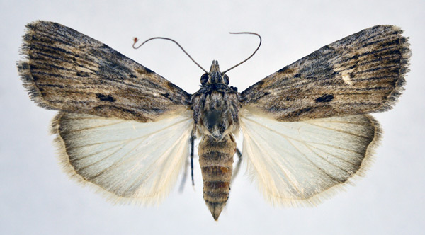 /filer/webapps/moths/media/images/L/legrandi_Hypotacha_AF_NHMO.jpg
