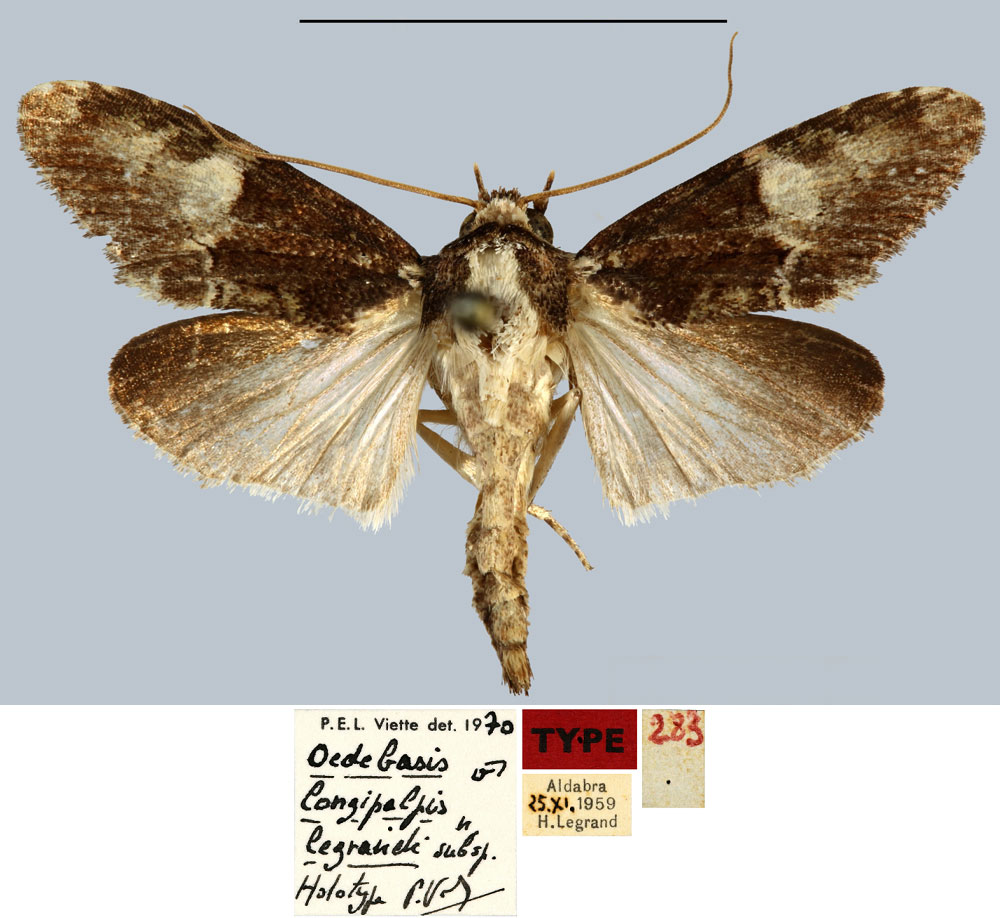 /filer/webapps/moths/media/images/L/legrandi_Oedebasis_HT_MNHN.jpg