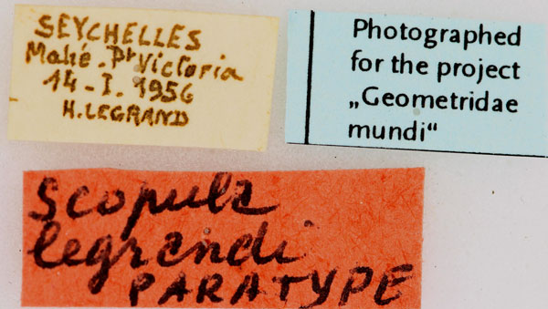 /filer/webapps/moths/media/images/L/legrandi_Scopula_PTLBL_ZSM.jpg