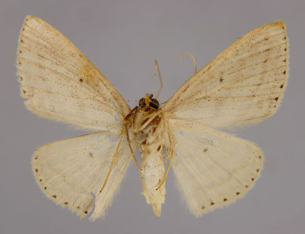 /filer/webapps/moths/media/images/L/legrandi_Scopula_PT_ZSM_02.jpg