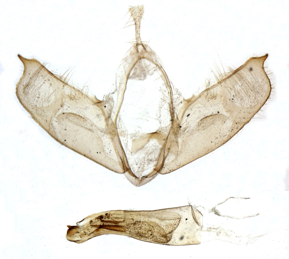 /filer/webapps/moths/media/images/L/legrandi_Spatulosia_GMHT_MNHN_871.jpg