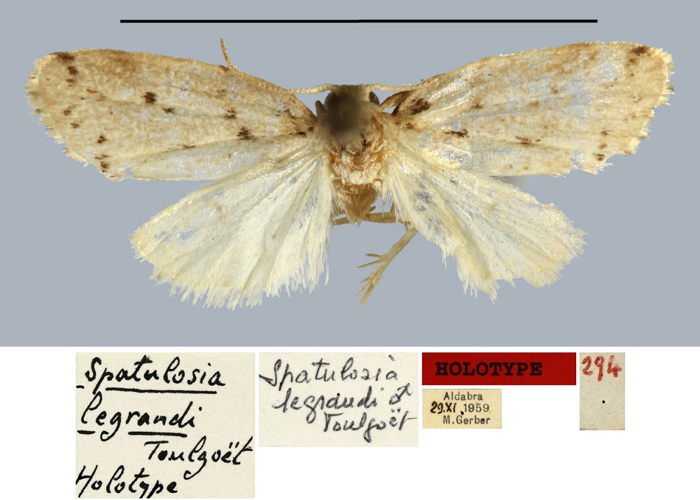 /filer/webapps/moths/media/images/L/legrandi_Spatulosia_HT_MNHN.jpg
