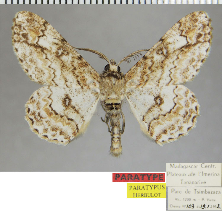 /filer/webapps/moths/media/images/L/legrasi_Neocleora_PTM_ZSMa.jpg