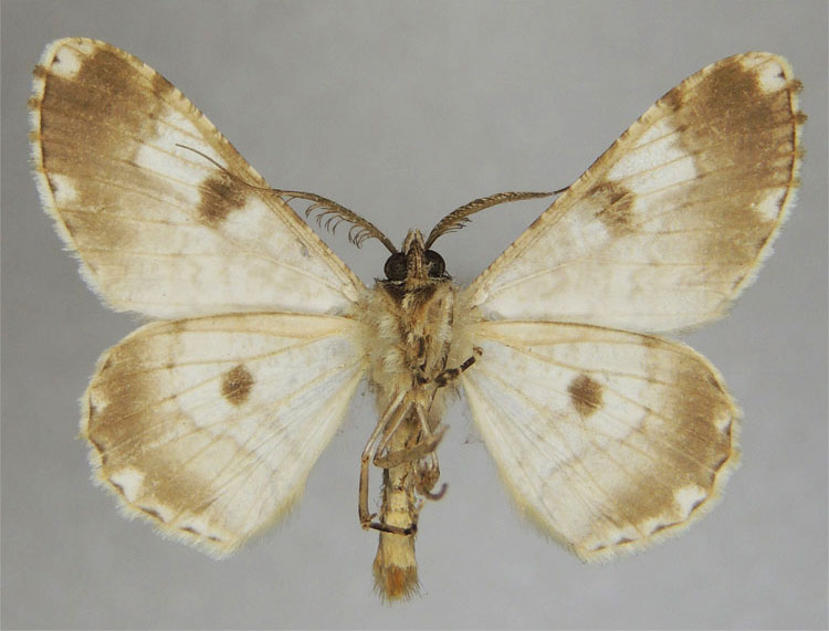/filer/webapps/moths/media/images/L/legrasi_Neocleora_PTM_ZSMb.jpg