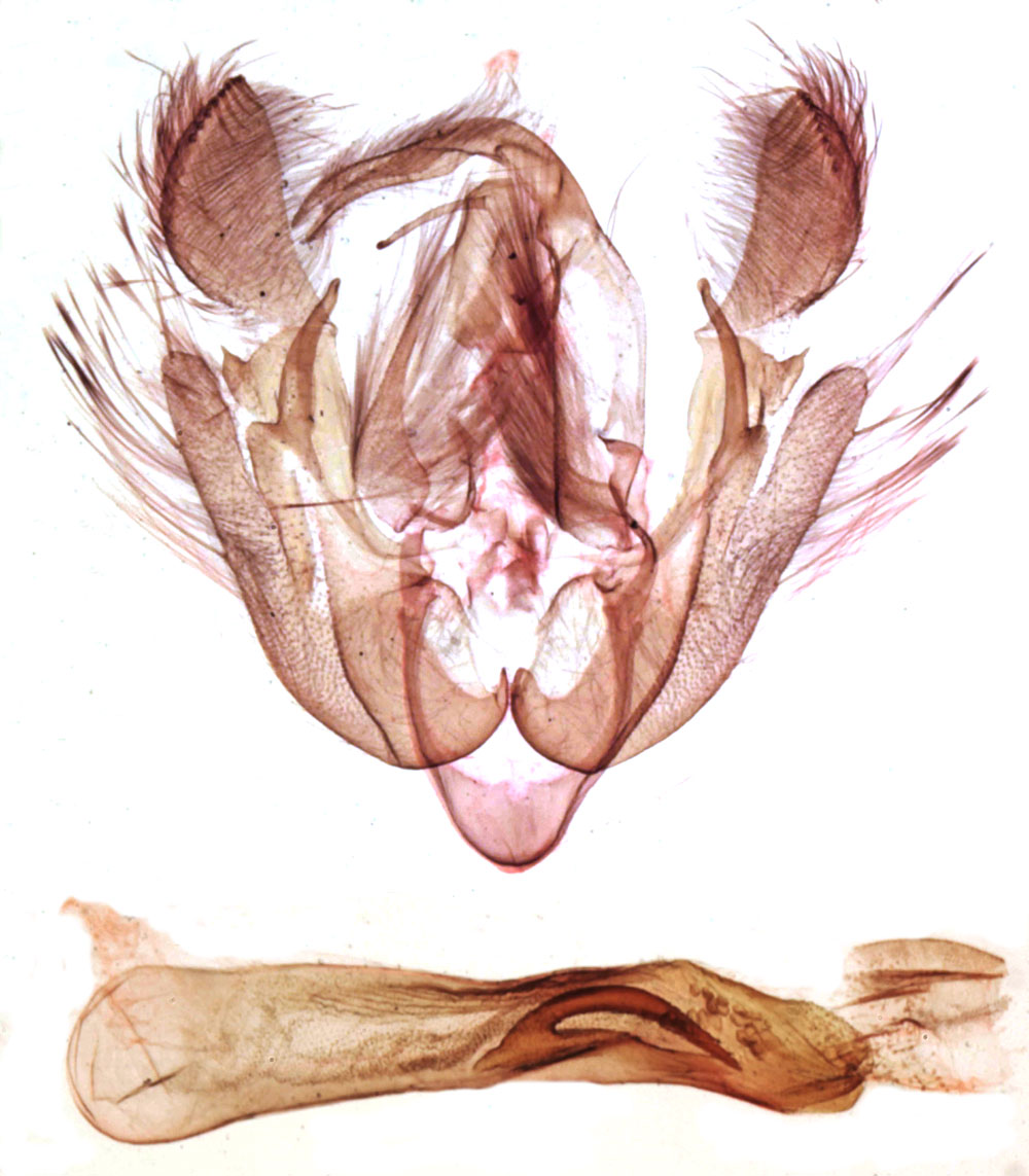 /filer/webapps/moths/media/images/L/leguerni_Tracheplexia_GMHT_MNHN_1242.jpg