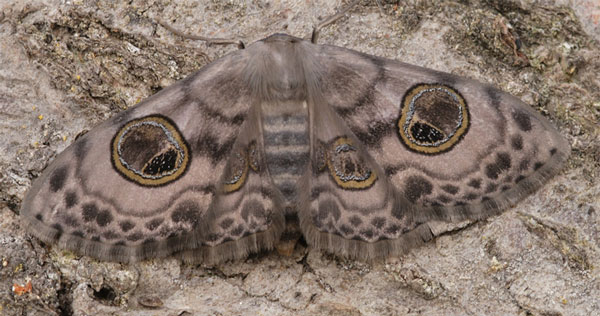 /filer/webapps/moths/media/images/L/lehmanni_Problepsis_A_Stadie.jpg