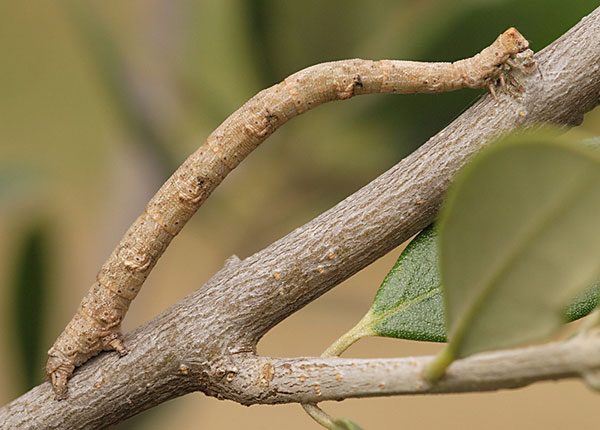 /filer/webapps/moths/media/images/L/lehmanni_Problepsis_C_Stadie.jpg