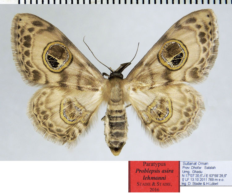 /filer/webapps/moths/media/images/L/lehmanni_Problepsis_PTF_ZSM.jpg