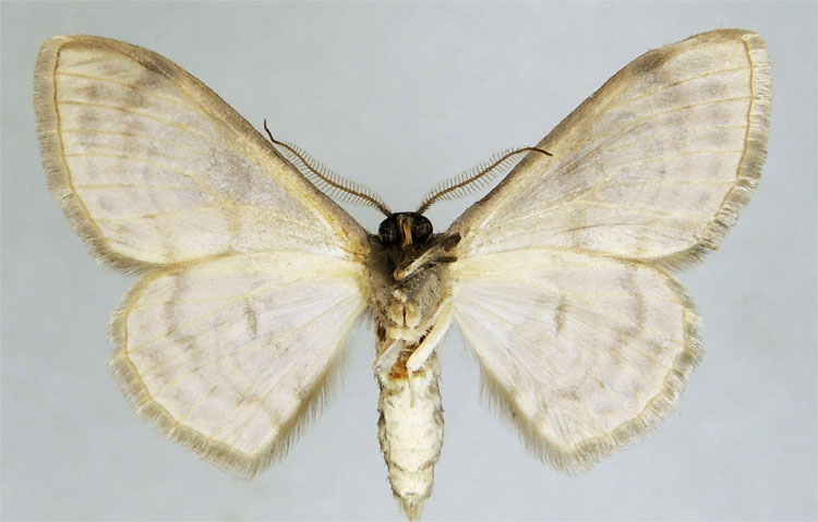 /filer/webapps/moths/media/images/L/lehmanni_Problepsis_PTM_ZSMb.jpg