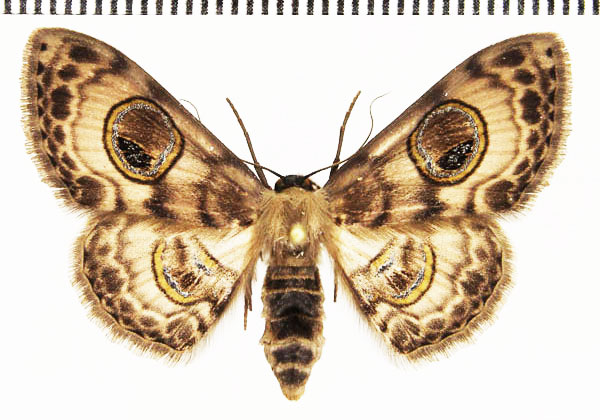 /filer/webapps/moths/media/images/L/lehmanni_Problepsis_PT_Stadie.jpg