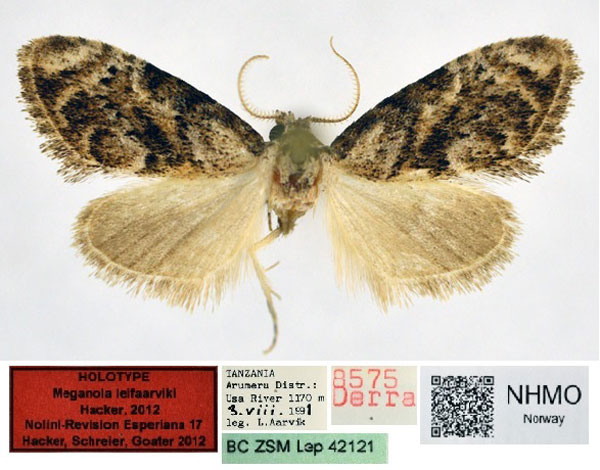 /filer/webapps/moths/media/images/L/leifaarviki_Meganola_HT_NHMO.jpg