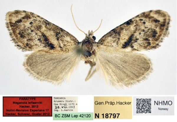 /filer/webapps/moths/media/images/L/leifaarviki_Meganola_PT_NHMO.jpg