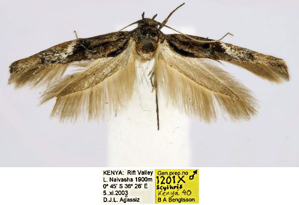 /filer/webapps/moths/media/images/L/leifi_Scythris_HT_NMK_P8DYij1.jpg