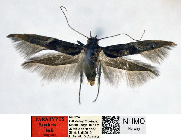 /filer/webapps/moths/media/images/L/leifi_Scythris_PTF_NHMO_Xm8dGKX.jpg