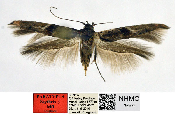 /filer/webapps/moths/media/images/L/leifi_Scythris_PTM_NHMO_4O6B0PO.jpg
