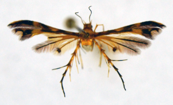 /filer/webapps/moths/media/images/L/leifi_Walsinghamiella_HT_NHMO.jpg