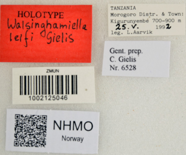/filer/webapps/moths/media/images/L/leifi_Walsinghamiella_HT_NHMOl.jpg