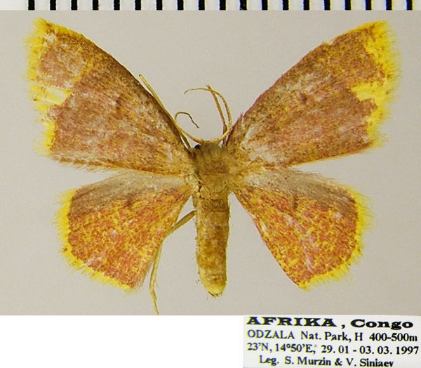 /filer/webapps/moths/media/images/L/leighata_Chrysocraspeda_AF_ZSM.jpg