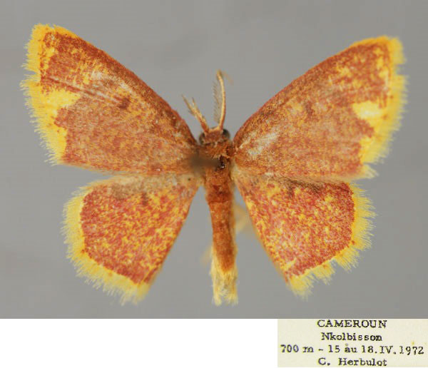 /filer/webapps/moths/media/images/L/leighata_Chrysocraspeda_A_ZSM_01.jpg