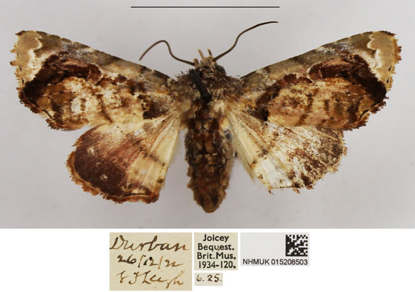 /filer/webapps/moths/media/images/L/leighi_Eutelia_AF_NHMUK.jpg