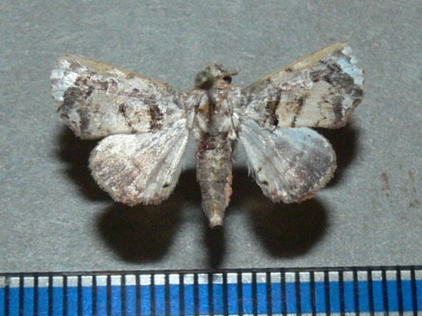 /filer/webapps/moths/media/images/L/leighi_Eutelia_A_Goffa_01.jpg