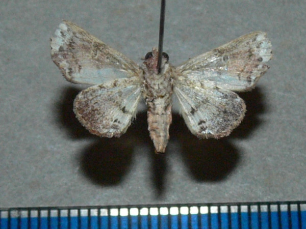 /filer/webapps/moths/media/images/L/leighi_Eutelia_A_Goffb_01.jpg