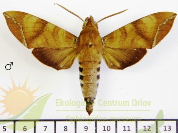 /filer/webapps/moths/media/images/L/leighi_Nephele_AM_SMCR_01.jpg