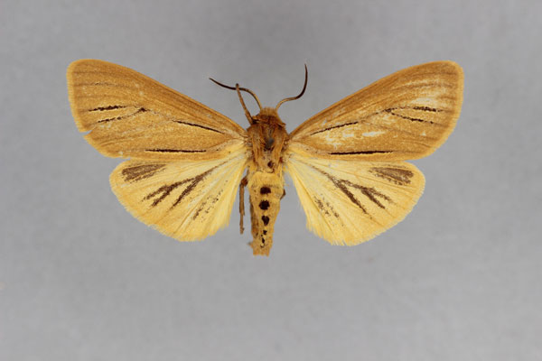 /filer/webapps/moths/media/images/L/leighi_Spilosoma_AF_BMNH.jpg
