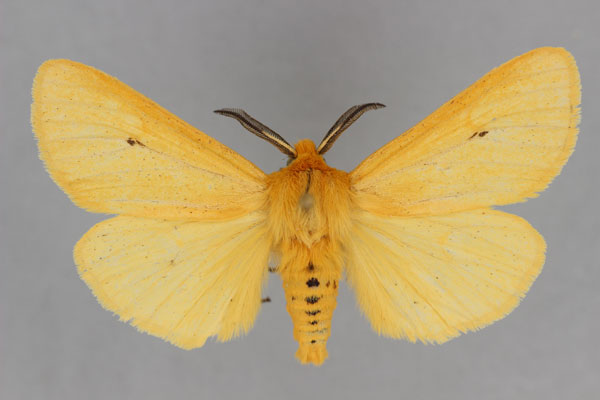 /filer/webapps/moths/media/images/L/leighi_Spilosoma_AM_BMNH.jpg