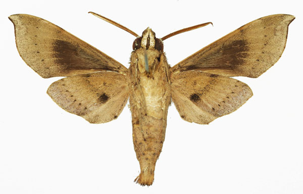 /filer/webapps/moths/media/images/L/leighi_Temnora_AM_Basquin_01b.jpg