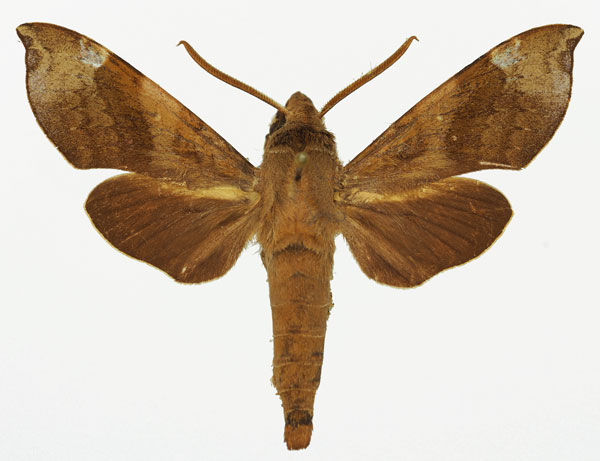 /filer/webapps/moths/media/images/L/leighi_Temnora_AM_Basquin_02.jpg