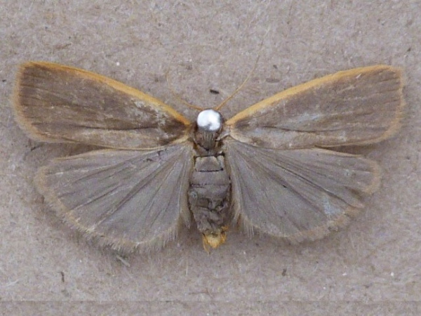 /filer/webapps/moths/media/images/L/leiodes_Pusiola_A_Butler_jD0rhZG.jpg