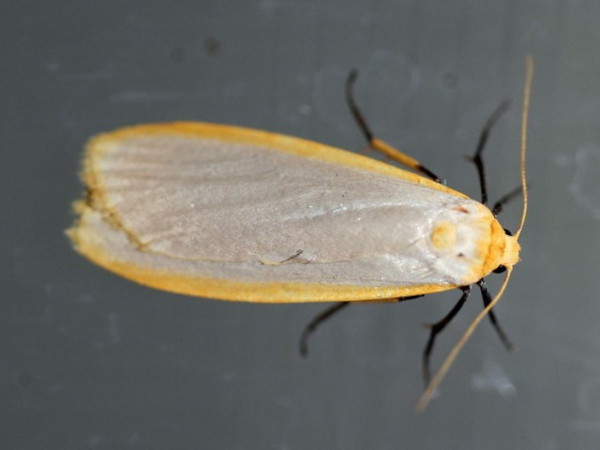 /filer/webapps/moths/media/images/L/leiodes_Pusiola_A_Voaden.jpg