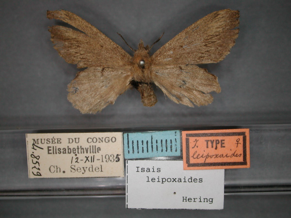 /filer/webapps/moths/media/images/L/leipoxaides_Isais_AT_RMCA_01.jpg