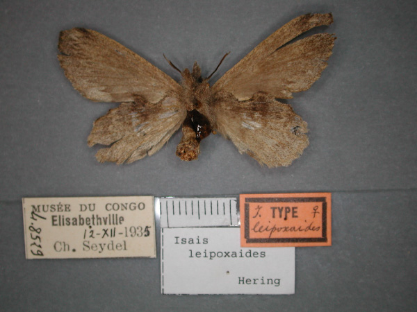 /filer/webapps/moths/media/images/L/leipoxaides_Isais_AT_RMCA_02.jpg
