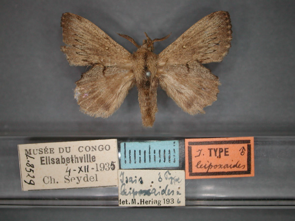 /filer/webapps/moths/media/images/L/leipoxaides_Isais_HT_RMCA_01.jpg
