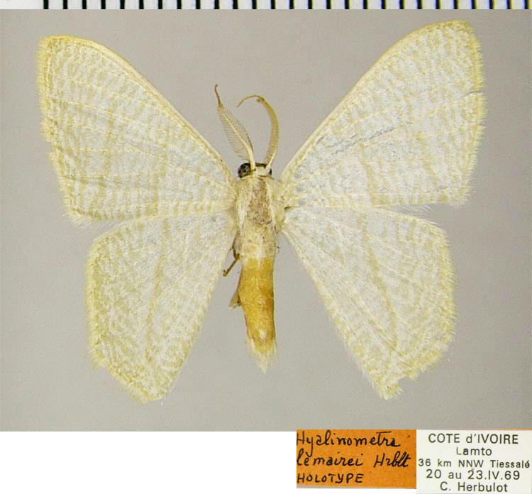 /filer/webapps/moths/media/images/L/lemairei_Hyalinometra_HT_ZSM.jpg