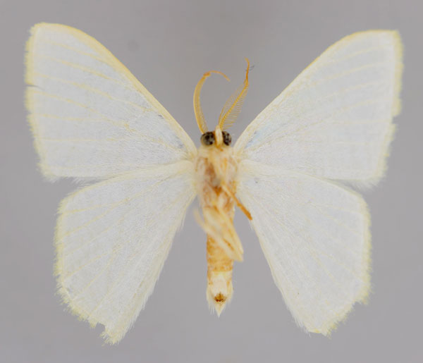 /filer/webapps/moths/media/images/L/lemairei_Hyalinometra_HT_ZSM_02.jpg