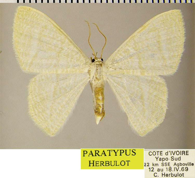 /filer/webapps/moths/media/images/L/lemairei_Hyalinometra_PTF_ZSM.jpg